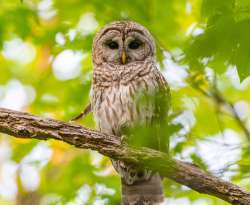 Barred Owl Photo: Benjamin Carbonetti