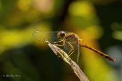 Dragonfly Photo: Stanley Holz