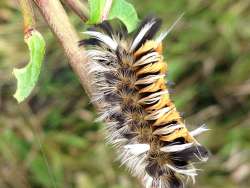 Tussock moth caterpillar Photo: Ron Becker