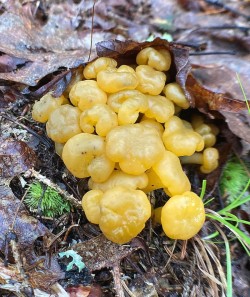 Ochre jelly babies Photo: Kirk T. Gentalen