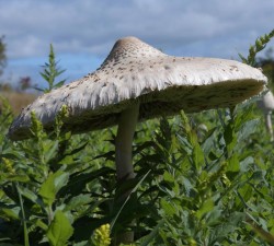 Parasol Mushroom Photo: AM Dannis