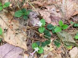 Partridge berry Photo: Bill-lee Abbott