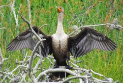 Cormorant Photo: Richard Philben