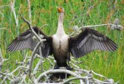 Cormorant Photo: Richard Philben