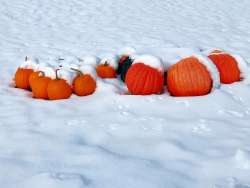 Winter pumpkins Photo: Richard Philben