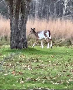 Piebald deer Photo: Matty DeLuca