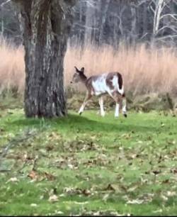 Piebald deer Photo: Matty DeLuca