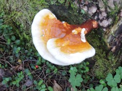 Polypore Photo: Harriet Szanto