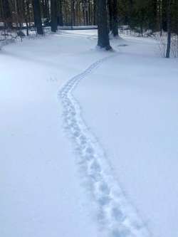 Porcupine tracks Photo: Biff Sutcliffe