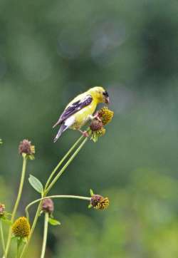 Goldfinch Photo: Pat Liddle