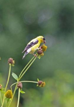 Goldfinch Photo: Pat Liddle