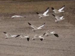 Snow geese Photo: Charlie Schwarz