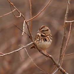 Song sparrow Photo: Charlie Schwarz
