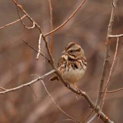 Song sparrow Photo: Charlie Schwarz