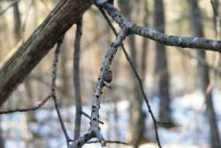 Spider in winter Photo: Stephen Fox