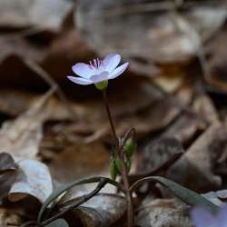 Spring beauty Photo: Sandy Dannis