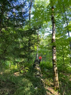 Stone wall walk Photo: Tracy Rice