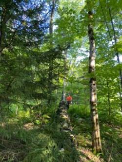 Stone wall walk Photo: Tracy Rice