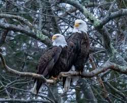 Eagles united Photo: Karen Suhrhoff