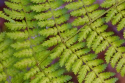 Ferns Photo: Tom Grett