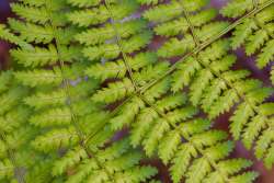 Ferns Photo: Tom Grett