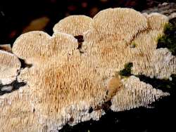 Tooth fungus Photo: Frank Kaczmarek