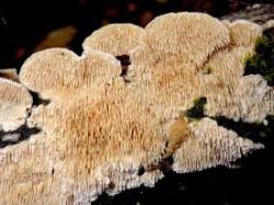 Tooth fungus Photo: Frank Kaczmarek