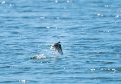 Tree Swallow Photo: Tig Tillinghast