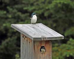 Tree swallows Photo: Sheri Larsen