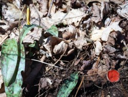 Plants Photo: Geoffrey Bluh