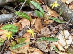 Trout lily Photo: John Wood