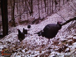 Turkeys on Game Camera Photo: Bonnie Honaberger