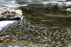 West Branch Photo: Tony Marple