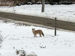 Winter coyote Photo: John Wheeler