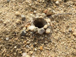 Wolf spider hole Photo: Pam Landry