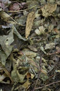 Wood frog Photo: Elise Tillinghast