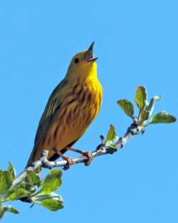 Yellow warbler Photo: Sheri Larsen