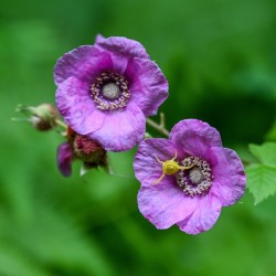 Crab spider Photo: Sandy Miklas Dannis