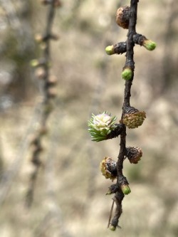 Eastern larch Photo: Stephen McElwee