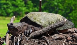 Huge snapping turtle Photo: Richard Philben