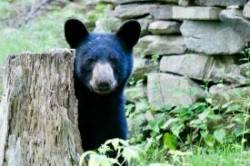 Bear stump Photo: Stephen J. Poklemba