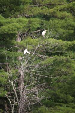 Egrets Photo: Gregory Cox