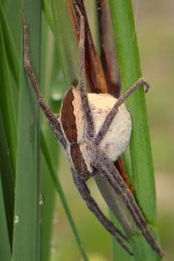 Spider Photo: Frank Kaczmarek