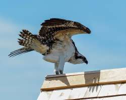 Osprey Photo: Ross Lanius