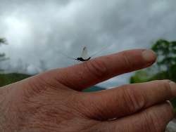 Mayfly Photo: C.J. Frankiewicz