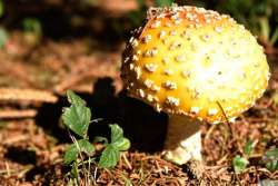 Amanita pines Photo: Michael Wilson