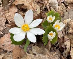 Bloodroot Photo: Sheri Larsen