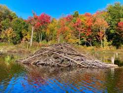 Beaver lodge Photo: Tom Grett