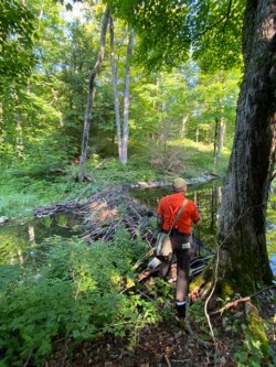 Beaver dam walk Photo: Tracy Rice