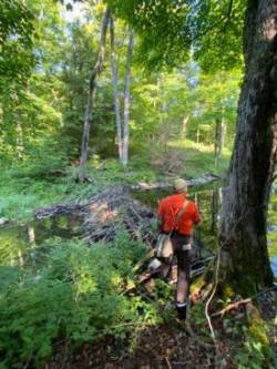 Beaver dam walk Photo: Tracy Rice